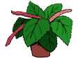 Chenille plant.gif